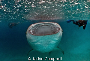 Hanifaru in the rain :)
Feeding whaleshark in the rain. by Jackie Campbell 